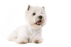 liegender West Highland White Terrier