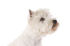 West Highland White Terrier Portrait