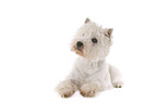 liegender West Highland White Terrier