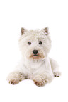 liegender West Highland White Terrier