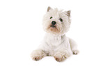 liegender West Highland White Terrier