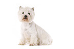 sitzender West Highland White Terrier