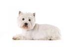 liegender West Highland White Terrier