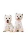 West Highland White Terrier