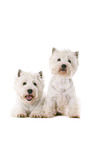 West Highland White Terrier