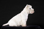 sitzender West Highland White Terrier