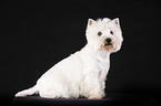 sitzender West Highland White Terrier