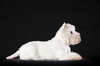 liegender West Highland White Terrier