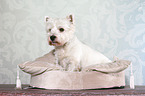 sitzender West Highland White Terrier