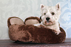 West Highland White Terrier Portrait