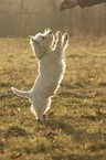 West Highland White Terrier macht Männchen