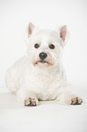 liegender West Highland White Terrier