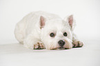 liegender West Highland White Terrier