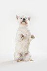 West Highland White Terrier macht Mnnchen