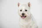 West Highland White Terrier Portrait