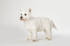 stehender West Highland White Terrier