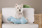 junger West Highland White Terrier