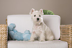 junger West Highland White Terrier