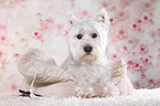 liegender West Highland White Terrier