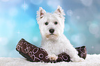 liegender West Highland White Terrier