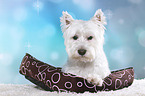 liegender West Highland White Terrier