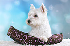 liegender West Highland White Terrier