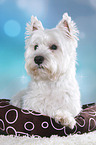 liegender West Highland White Terrier