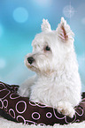 liegender West Highland White Terrier