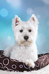 liegender West Highland White Terrier