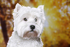 West Highland White Terrier Portrait