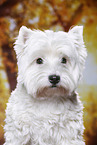 West Highland White Terrier Portrait