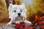 liegender West Highland White Terrier