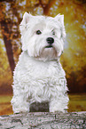 stehender West Highland White Terrier