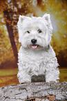 stehender West Highland White Terrier