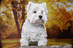 stehender West Highland White Terrier