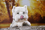 liegender West Highland White Terrier