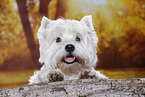 liegender West Highland White Terrier