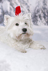 liegender West Highland White Terrier