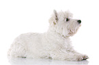 liegender West Highland White Terrier