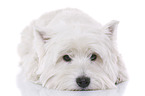 liegender West Highland White Terrier