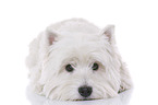 liegender West Highland White Terrier