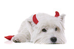 liegender West Highland White Terrier