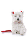 sitzender West Highland White Terrier