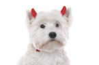 West Highland White Terrier Portrait