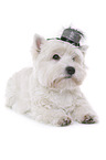 liegender West Highland White Terrier