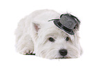 liegender West Highland White Terrier