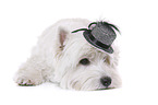 liegender West Highland White Terrier