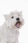 West Highland White Terrier Portrait