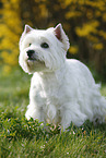 stehender West Highland White Terrier