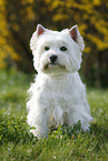 sitzender West Highland White Terrier
